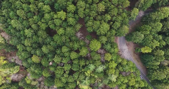 Aerial view of a winding road through the dense forest in Vallombrosa Italy. Aerial view of a winding road through the dense forest in Vallombrosa Italy.