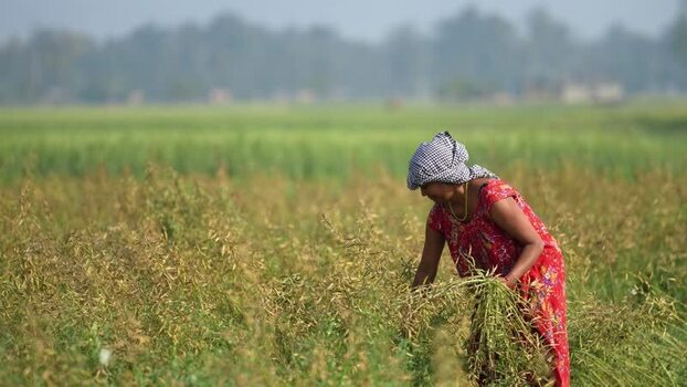 View of a woman harvesting crops in a field in Dang Nepal.