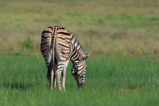 View of a solitary zebra its striking black and white stripes contrasting with the lush green savanna peacefully grazing under the warm sun Kruger Park South Africa. View of a solitary zebra its striking black and white stripes contrasting with the lush green savanna peacefully grazing under the warm sun Kruger Park South Africa.