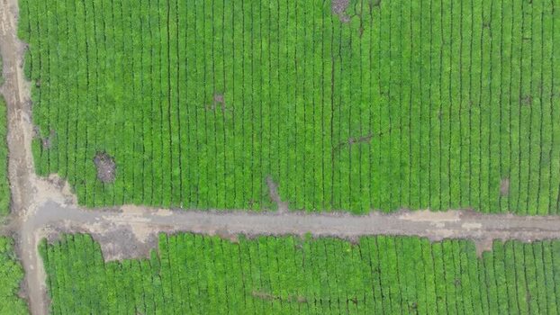Aerial view of tea plantation in Bois Cheri Mauritius. Aerial view of tea plantation in Bois Cheri Mauritius.