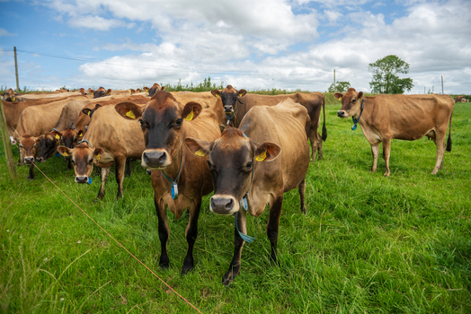 View of a herd of brown cows grazing in a lush green pasture under a bright summer sky in Looe Cornwall United Kingdom. View of a herd of brown cows grazing in a lush green pasture under a bright summer sky in Looe Cornwall United Kingdom.