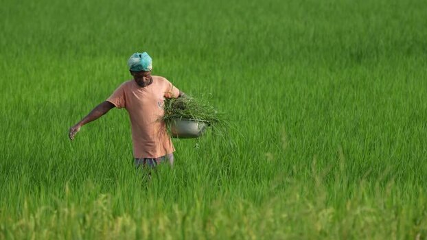View of a farmer working in a lush green rice field Bangladesh.