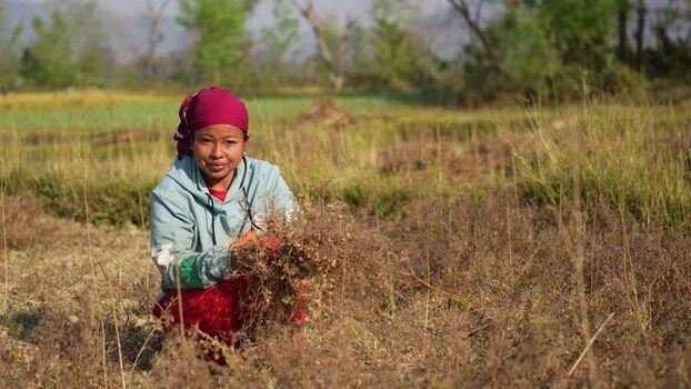 View of a woman harvesting crops in a rural field Nepal.