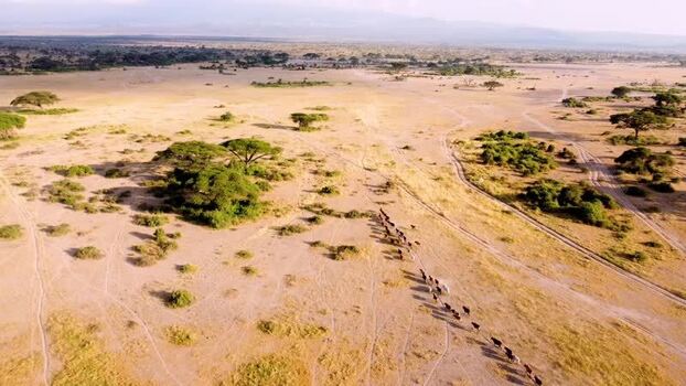 Aerial view of Maasai Cattle walking in Kajiado County Kenya.