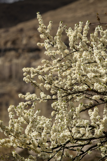 View of white cherry blossoms blooming on branches during spring with a blurred mountain background in Hunza Nagar Gilgit Pakistan. View of white cherry blossoms blooming on branches during spring with a blurred mountain background in Hunza Nagar Gilgit Pakistan.