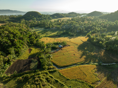 Aerial view of the iconic Chocolate Hills landscape featuring lush green rolling hills vibrant rice paddies and palm trees under soft morning light in Batuan Central Visayas Philippines. Aerial view of the iconic Chocolate Hills landscape featuring lush green rolling hills vibrant rice paddies and palm trees under soft morning light in Batuan Central Visayas Philippines.