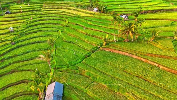 Aerial view of Senaru Rice Fields and terraced slopes Indonesia. Aerial view of Senaru Rice Fields and terraced slopes Indonesia.