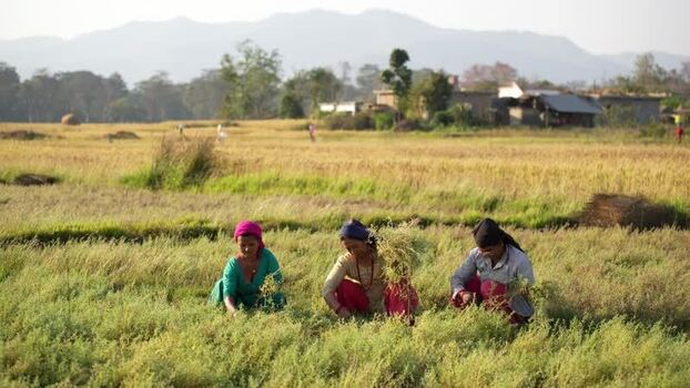 View of women harvesting crops in a rural field Nepal.