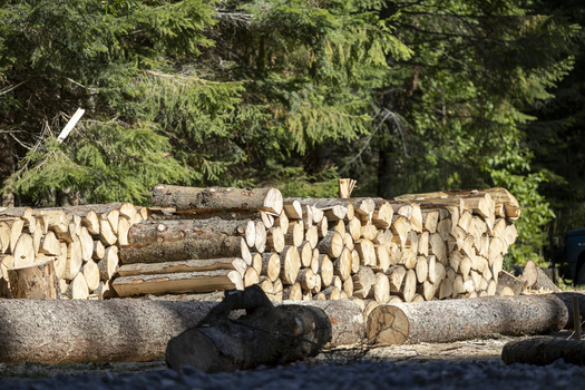 View of stacked firewood logs in a pine forest with sunlight filtering through the trees in Bukowina Tatrzanska Lesser Poland Voivode Poland. View of stacked firewood logs in a pine forest with sunlight filtering through the trees in Bukowina Tatrzanska Lesser Poland Voivode Poland.