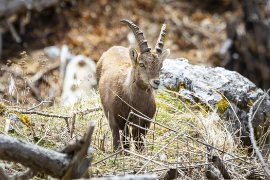 View of an alpine ibex stares out from a rugged terrain its horns a stark contrast against the soft fur Frohnleiten Styria Austria. View of an alpine ibex stares out from a rugged terrain its horns a stark contrast against the soft fur Frohnleiten Styria Austria.