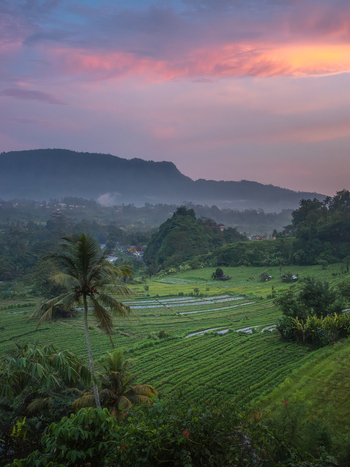 Aerial view of Sidemen rice terraces with palm trees and misty mountains under a colorful sunset sky Sidemen Bali Indonesia. Aerial view of Sidemen rice terraces with palm trees and misty mountains under a colorful sunset sky Sidemen Bali Indonesia.