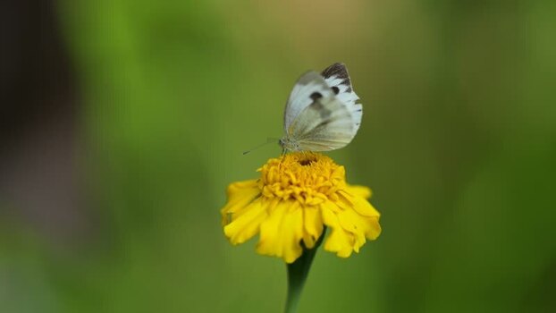 View of a white butterfly on a yellow flower Nepal.