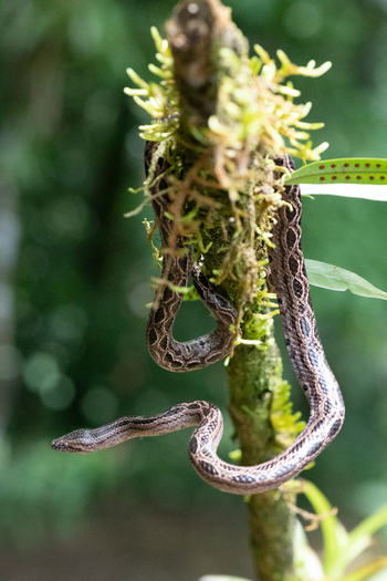 View of a snake coiled around a mossy tree branch in a forest in Costa Rica.