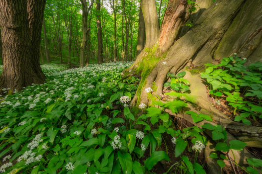 View of wild garlic blooming on the forest floor near Hrudky with mossy tree trunks and sunlight filtering through the canopy in Plavecky Peter Trnavsky kraj Slovakia. View of wild garlic blooming on the forest floor near Hrudky with mossy tree trunks and sunlight filtering through the canopy in Plavecky Peter Trnavsky kraj Slovakia.