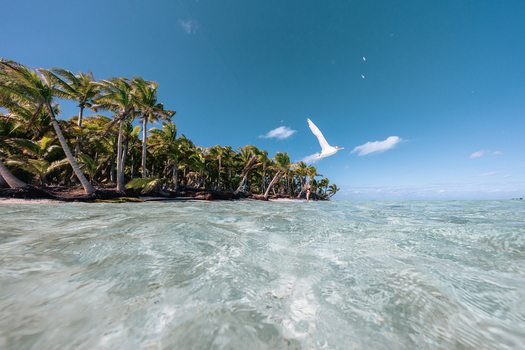 View of Aitutaki with lush palm trees lining the white sandy beach and a bird flying over the crystal clear turquoise water under a bright blue sky in the Cook Islands. View of Aitutaki with lush palm trees lining the white sandy beach and a bird flying over the crystal clear turquoise water under a bright blue sky in the Cook Islands.