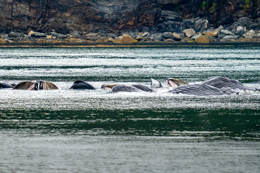 View of humpback whales performing bubble net feeding with mouths open near the rocky coastline in Juneau Alaska United States.