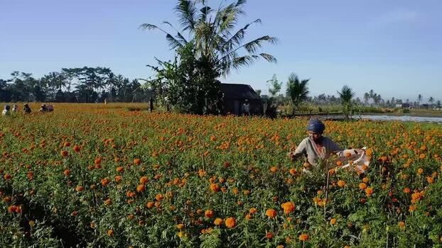 Aerial view of workers harvesting marigold flowers in a field Indonesia.