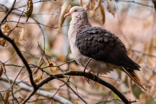 View of a wood pigeon perched on a thin tree branch surrounded by dry brown leaves in Mulhouse Grand Est France.