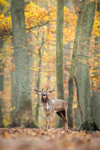 View of a fallow deer calling in an autumn forest with golden leaves and tall trees in Debrzno Pomeranian Voivodeshi Poland. View of a fallow deer calling in an autumn forest with golden leaves and tall trees in Debrzno Pomeranian Voivodeshi Poland.