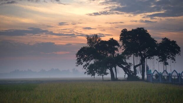 View of large trees silhouetted against a golden sunrise Bangladesh.