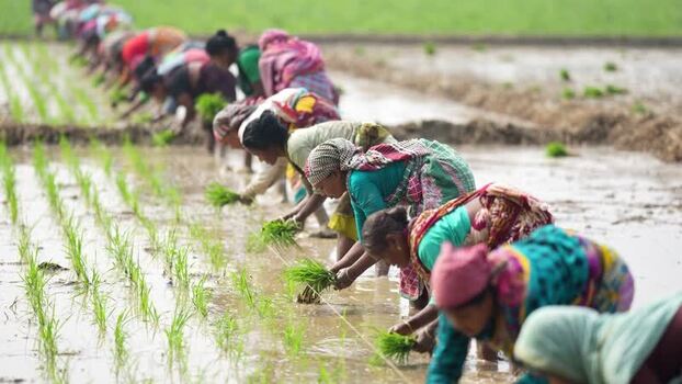 View of women planting rice seedlings in a flooded field Bangladesh. View of women planting rice seedlings in a flooded field Bangladesh.