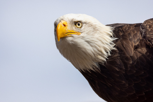 View of a majestic bald eagle with white head feathers and a sharp yellow beak against a clear sky in Selestat Grand Est France.
