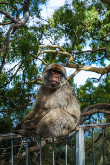 View of a Barbary macaque perched regally on a metal fence framed by the vibrant green canopy of trees in Gibraltar Gibraltar Gibraltar. View of a Barbary macaque perched regally on a metal fence framed by the vibrant green canopy of trees in Gibraltar Gibraltar Gibraltar.