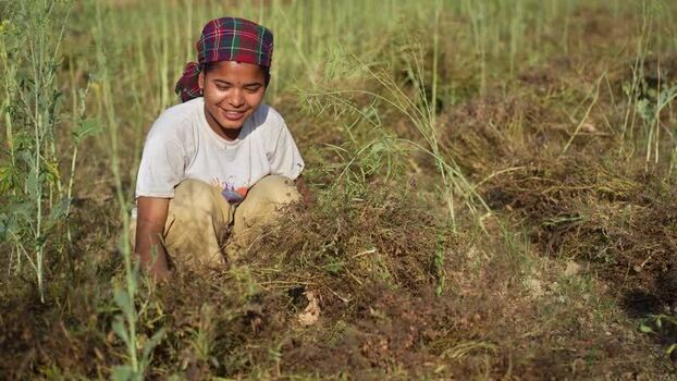 View of a woman harvesting crops in a field Nepal.