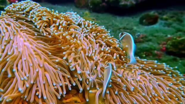 View of clownfish in a sea anemone in Bali Indonesia.