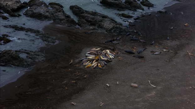 Aerial view of elephant seals huddled on a dark sand beach near rocky outcrops and driftwood along the Lost Coast Humboldt County California United States.