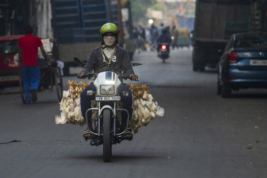Kolkata India 06 December 2024 View of a man navigating the city streets on a motorcycle laden with poultry the scene a vibrant mix of commerce and daily life. Kolkata India 06 December 2024 View of a man navigating the city streets on a motorcycle laden with poultry the scene a vibrant mix of commerce and daily life.