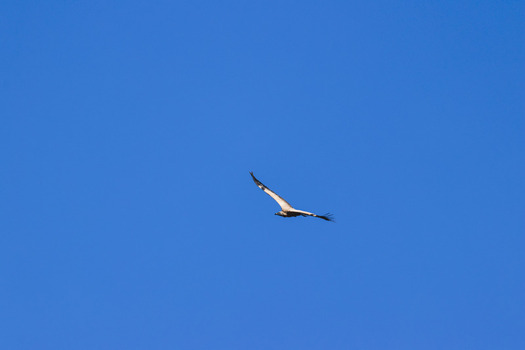 Aerial view of a vulture soaring through the clear blue sky above Marakele National Park in Waterberg District Municipality Limpopo South Africa. Aerial view of a vulture soaring through the clear blue sky above Marakele National Park in Waterberg District Municipality Limpopo South Africa.