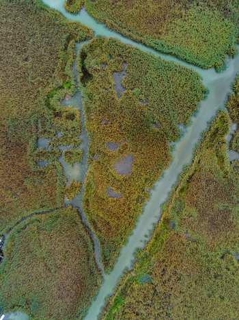 Aerial view of the dense reed beds and winding channels of Lake Neusiedl showcasing the natural wetland landscape in Rust Burgenland Austria.