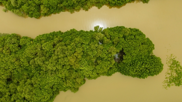Aerial view of a winding river surrounded by lush green mangrove forests and dense vegetation in Udupi Karnataka India.