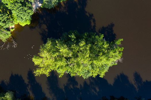 Aerial view of a lush green tree on a small island surrounded by dark water with ducks swimming nearby at Sportinsel Forchheim Bayern Germany.