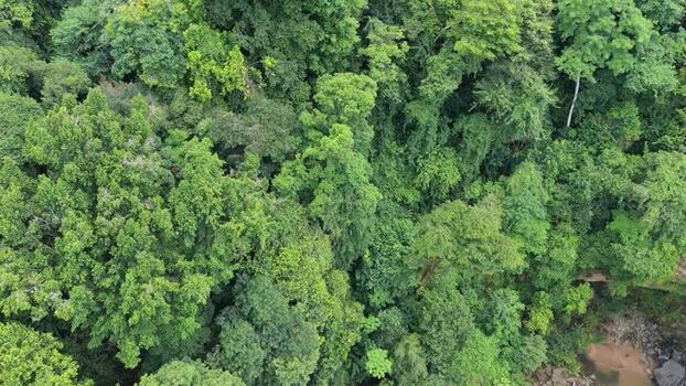 Aerial view of dense tropical rainforest canopy in Costa Rica. Aerial view of dense tropical rainforest canopy in Costa Rica.