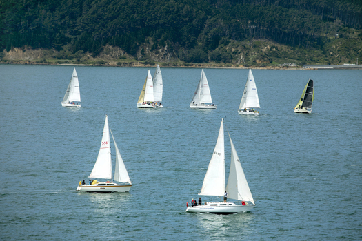 View of several sailboats with people on board cruising across the blue waters of the harbor against a backdrop of lush green hills in Wellington Wellington Region New Zealand.