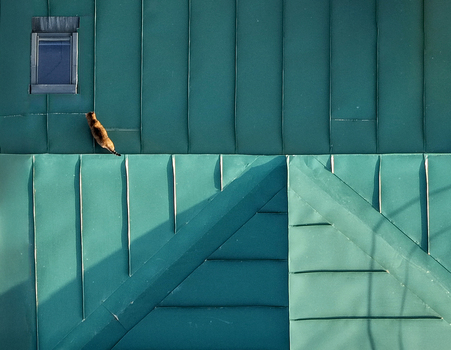 Aerial view of a cat walking across a green metal roof with geometric seams and a small window in Belgrade City of Belgrade Serbia. Aerial view of a cat walking across a green metal roof with geometric seams and a small window in Belgrade City of Belgrade Serbia.