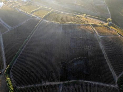 Aerial view of a vineyard with rows of vines on hilly terrain illuminated by golden hour light in Portugal. Aerial view of a vineyard with rows of vines on hilly terrain illuminated by golden hour light in Portugal.
