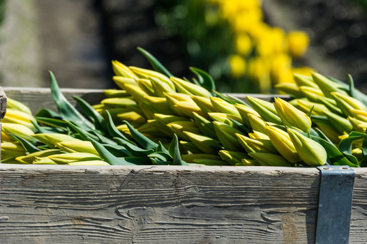 View of a wooden crate filled with freshly harvested yellow tulips in a field in La Conner Washington United States.