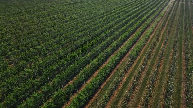 Aerial view of vineyard rows in Mala Remeta Serbia.
