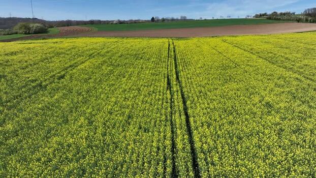 Aerial view of rapeseed field France.