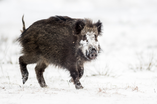 View of a wild boar with snow on its snout walking through a snowy field in Debrzno Pomeranian Voivodeshi Poland. View of a wild boar with snow on its snout walking through a snowy field in Debrzno Pomeranian Voivodeshi Poland.