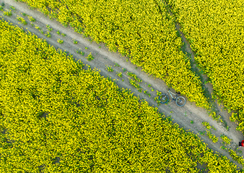 Aerial view of a bicycle resting on a dirt path cutting through a vibrant field of yellow flowers Sirajganj Rajshahi Division Bangladesh. Aerial view of a bicycle resting on a dirt path cutting through a vibrant field of yellow flowers Sirajganj Rajshahi Division Bangladesh.
