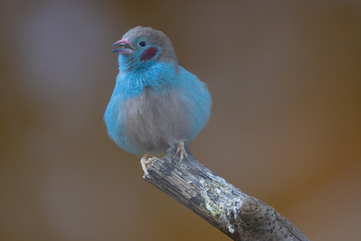 View of a small blue and grey bird perched on a wooden branch with a soft blurred background in Mulhouse Grand Est France.