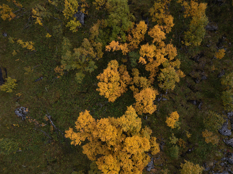 Aerial view of autumn trees with vibrant yellow foliage and scattered rocks on a mossy ground in Leknes Nordland Norway. Aerial view of autumn trees with vibrant yellow foliage and scattered rocks on a mossy ground in Leknes Nordland Norway.