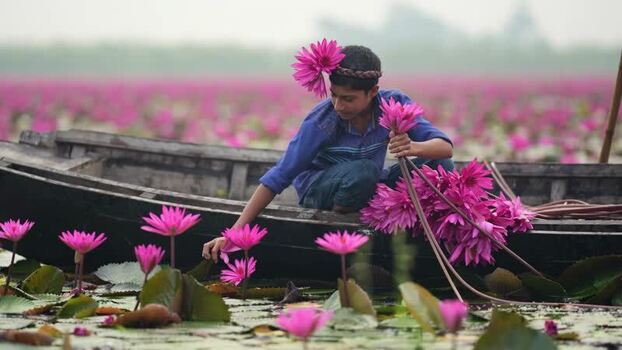 View of a boy collecting pink water lilies in a boat Bangladesh. View of a boy collecting pink water lilies in a boat Bangladesh.