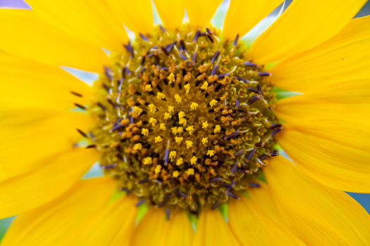 View of a vibrant yellow sunflower in full bloom with detailed petals and a textured center in Neelum Kashmir Pakistan. View of a vibrant yellow sunflower in full bloom with detailed petals and a textured center in Neelum Kashmir Pakistan.