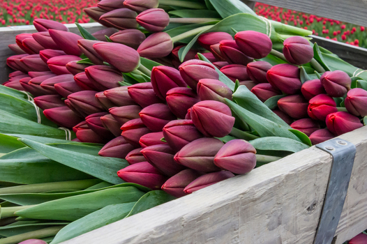 View of freshly cut dark purple tulips arranged in a wooden crate with green stems and a blurred field in the background in La Conner Washington United States.