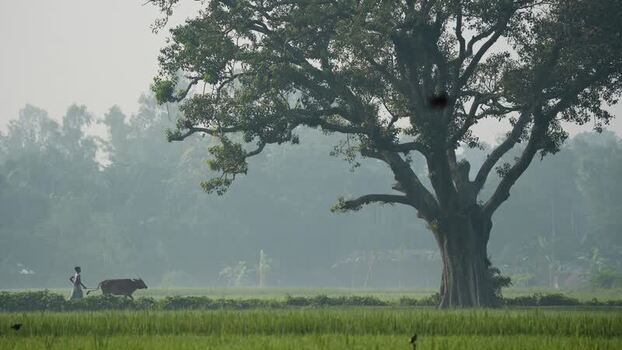 View of a large tree and a farmer with a cow in Bogura Bangladesh.